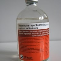 Lincomycine-spectinomycine